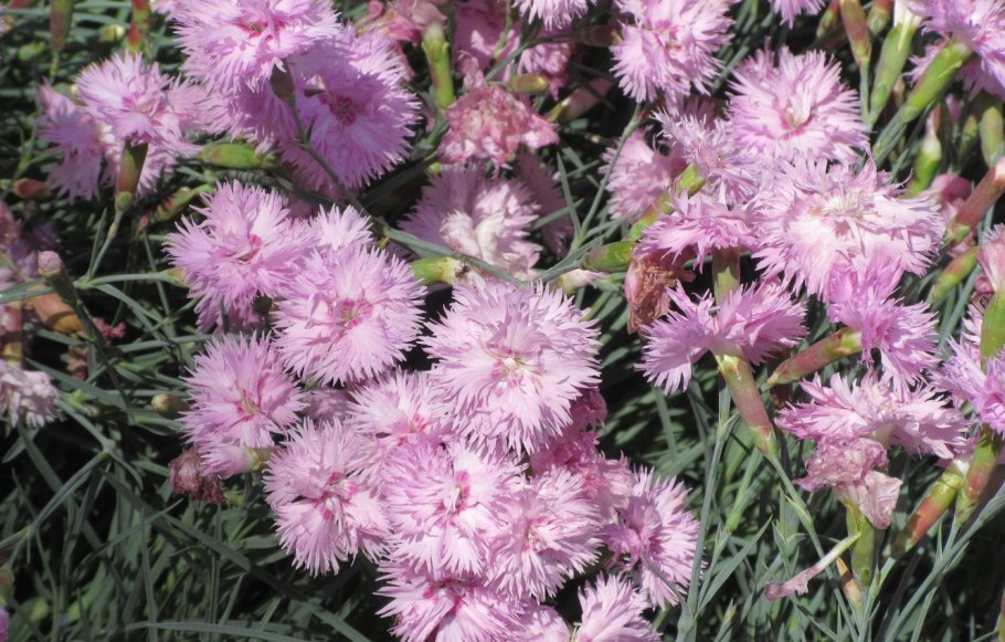 Dianthus arenarius