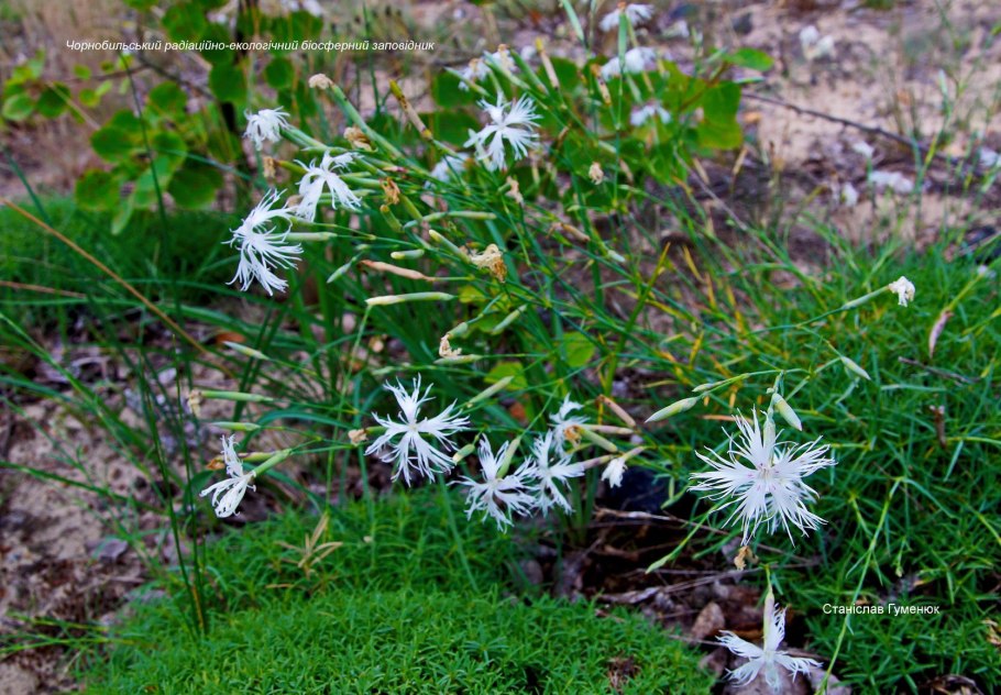 Гвоздика Песчаная