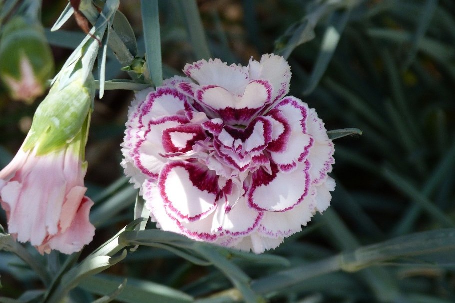 Гвоздика шабо дионис