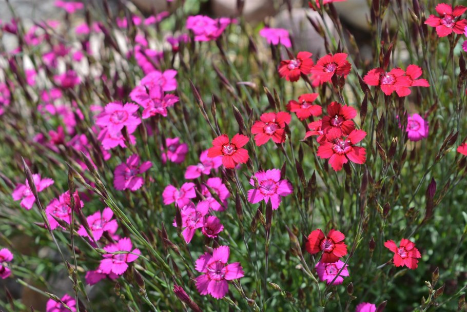 Гвоздика Помпадур