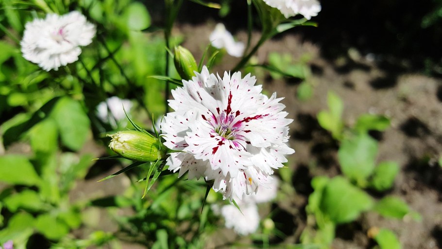 Растения на горе колпаки Dianthus acicularis