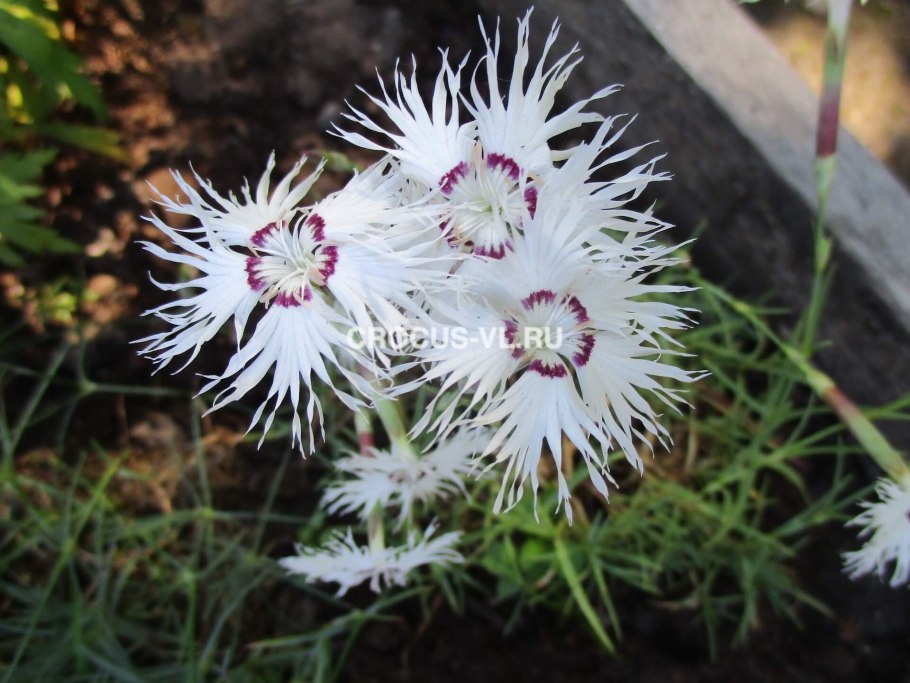 Гвоздика песчаная dianthus arenarius