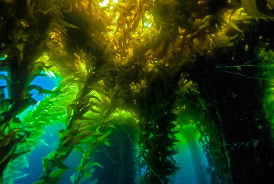 Мидия Mytilus galloprovincialis