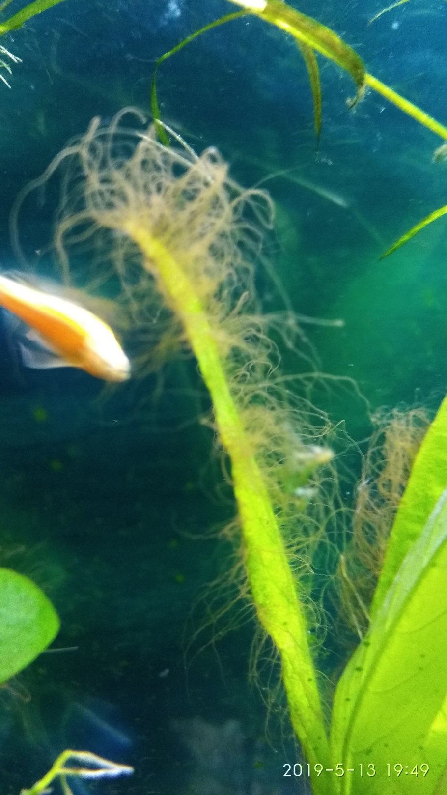 Водоросли черная борода