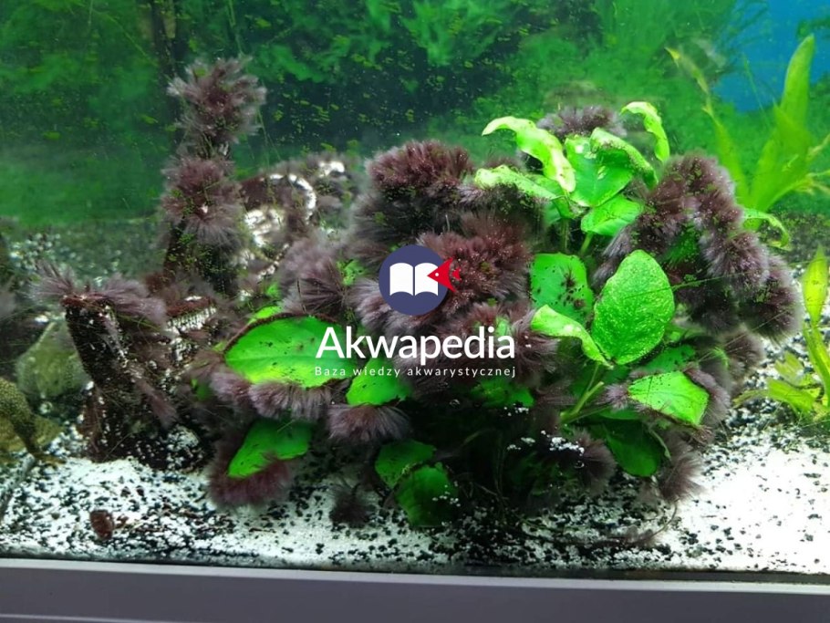 Водоросли черная борода