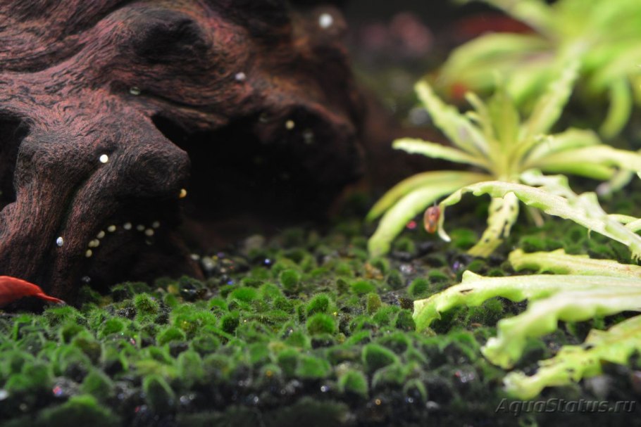 Водоросли черная борода