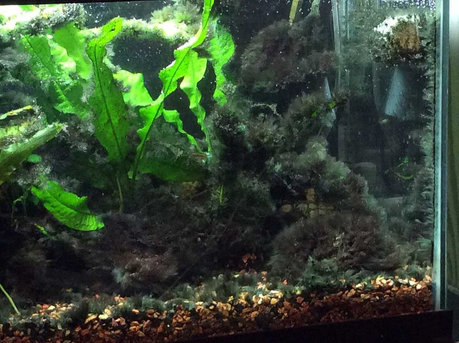 Комбу вакаме нори