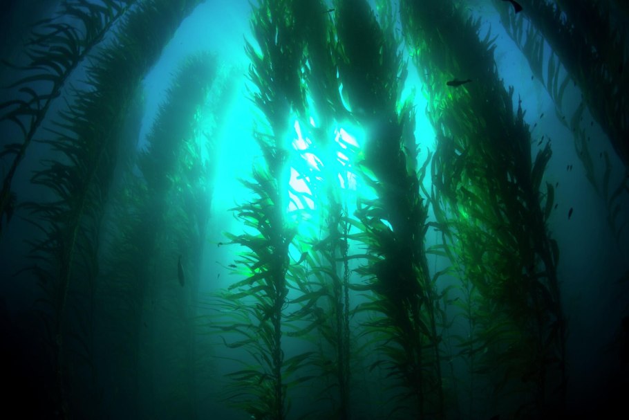 Морские водоросли келп