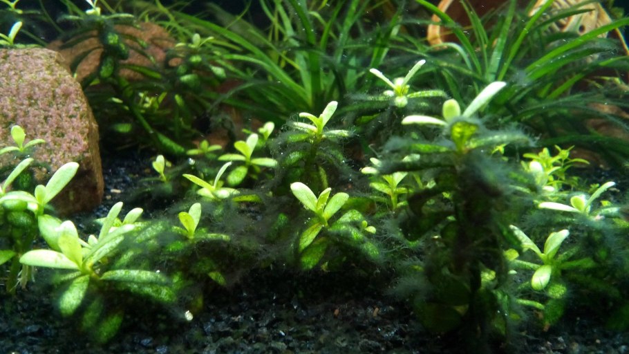 Ксенокус водоросли