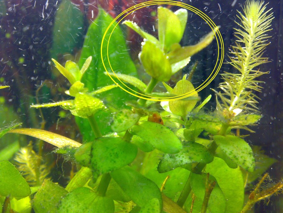 Вредные аквариумные водоросли
