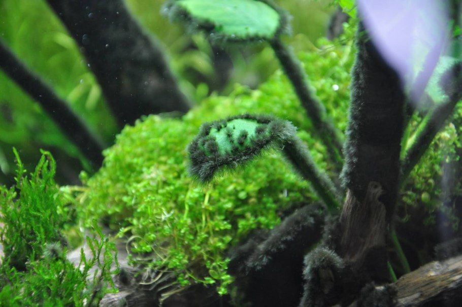 Хромофиты водоросли