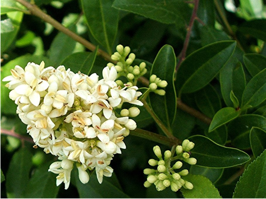 Бирючина обыкновенная (Ligustrum vulgare)