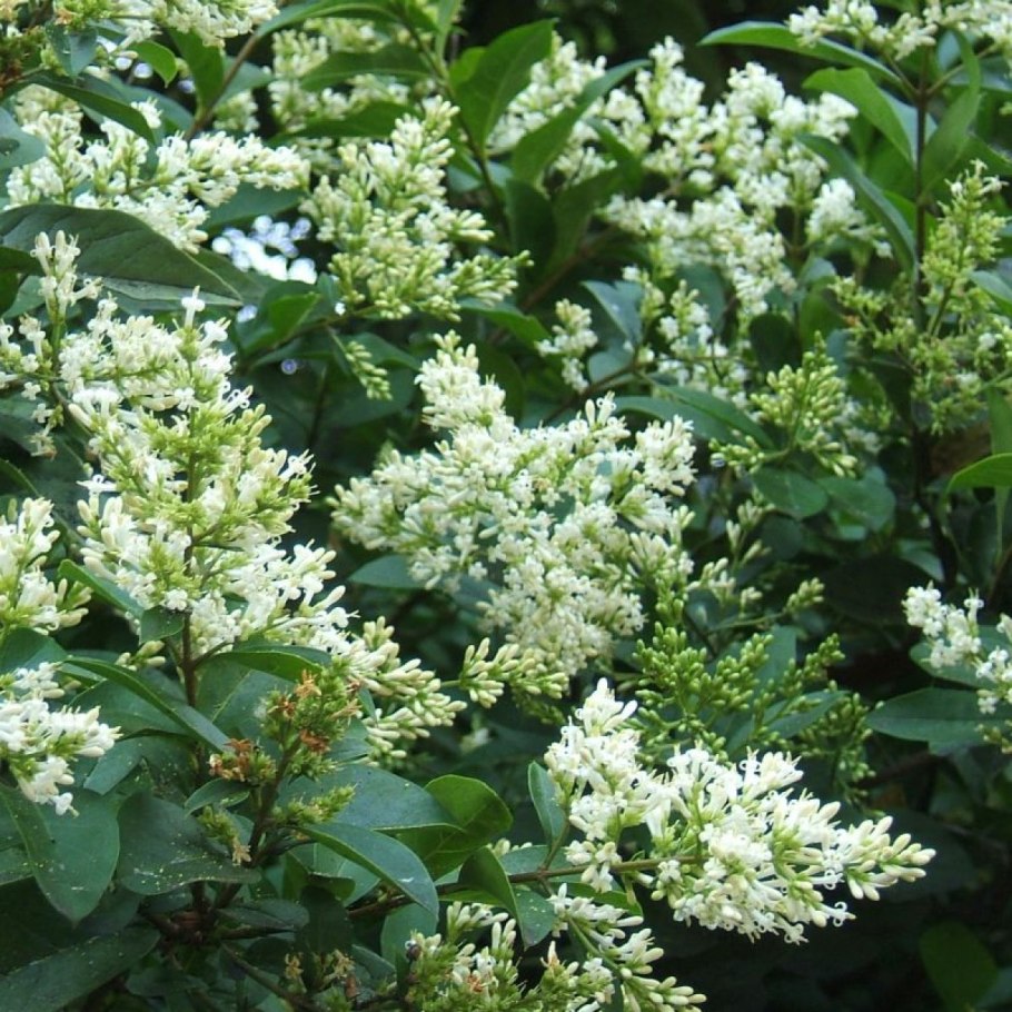 Бирючина обыкновенная (Ligustrum vulgare)