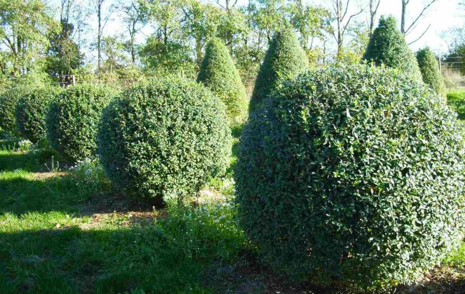 Бирючина обыкновенная (Ligustrum vulgare)