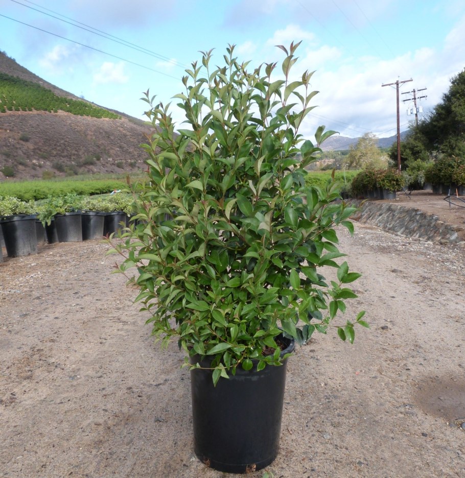 Бирючина Ligustrum vulgare