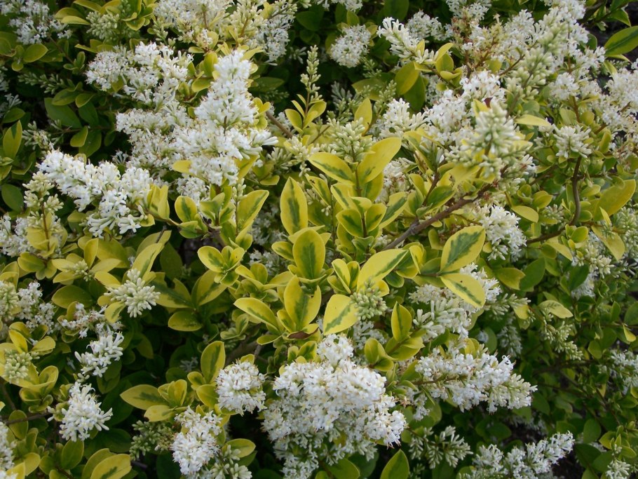 Бирючина обыкновенная (Ligustrum vulgaris)