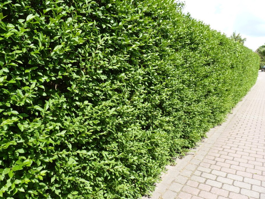 Бирючина обыкновенная (Ligustrum vulgare)