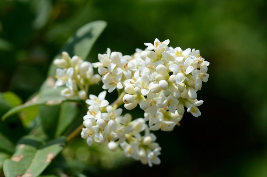 Бирючина Ligustrum vulgare