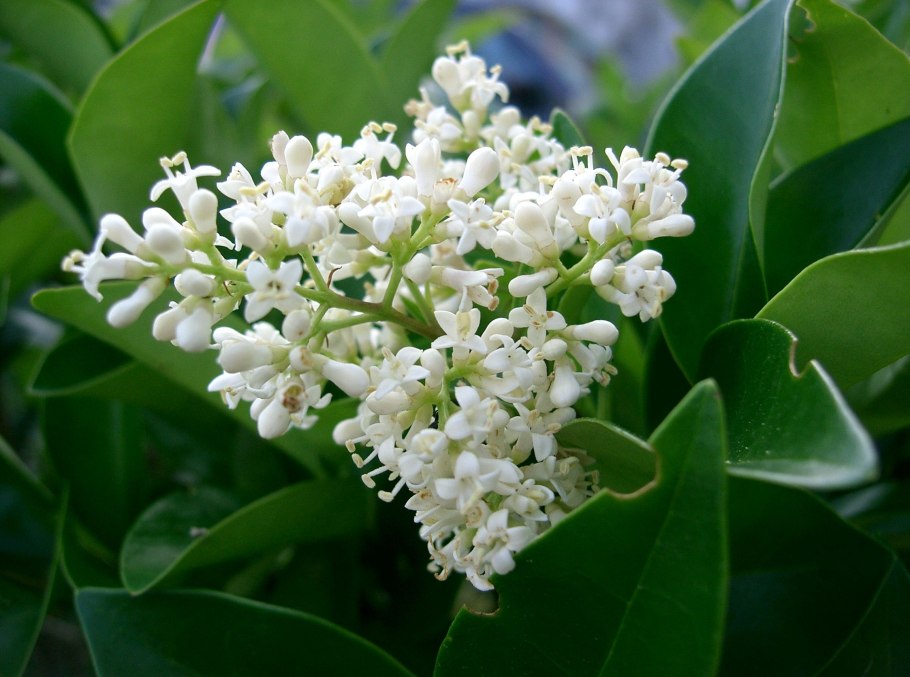 Бирючина Ligustrum vulgare