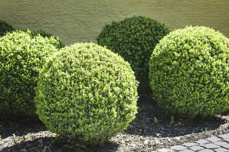 Бирючина обыкновенная (Ligustrum vulgare)