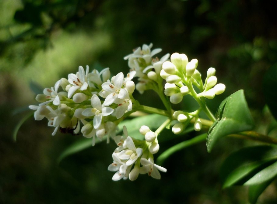 Бирючина обыкновенная ligustrum vulgare