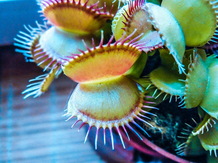 Росянка ладанникоцветная