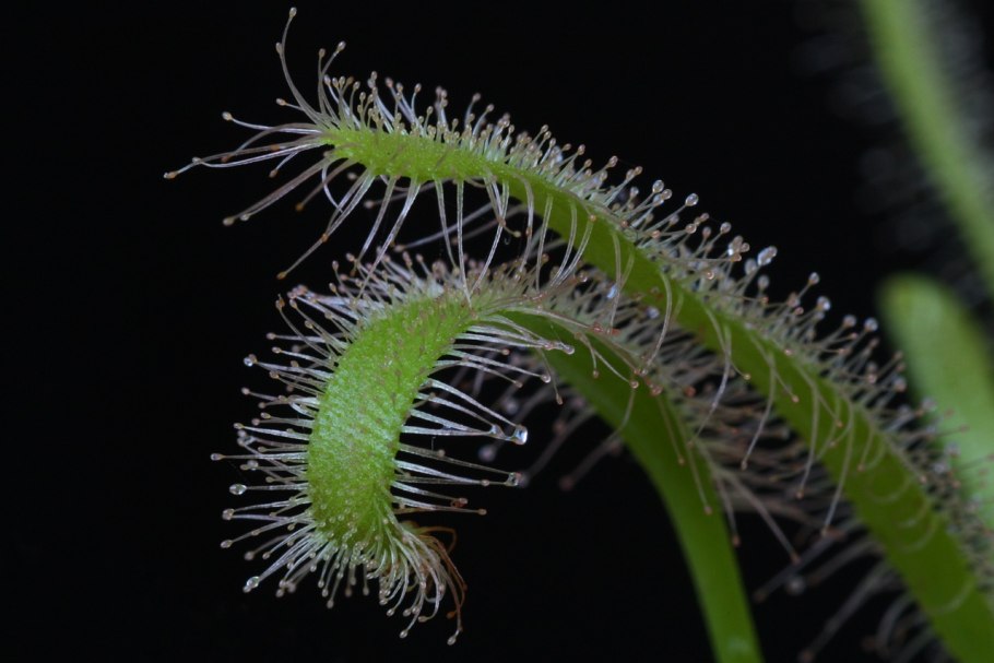 Росянка (Drosera)