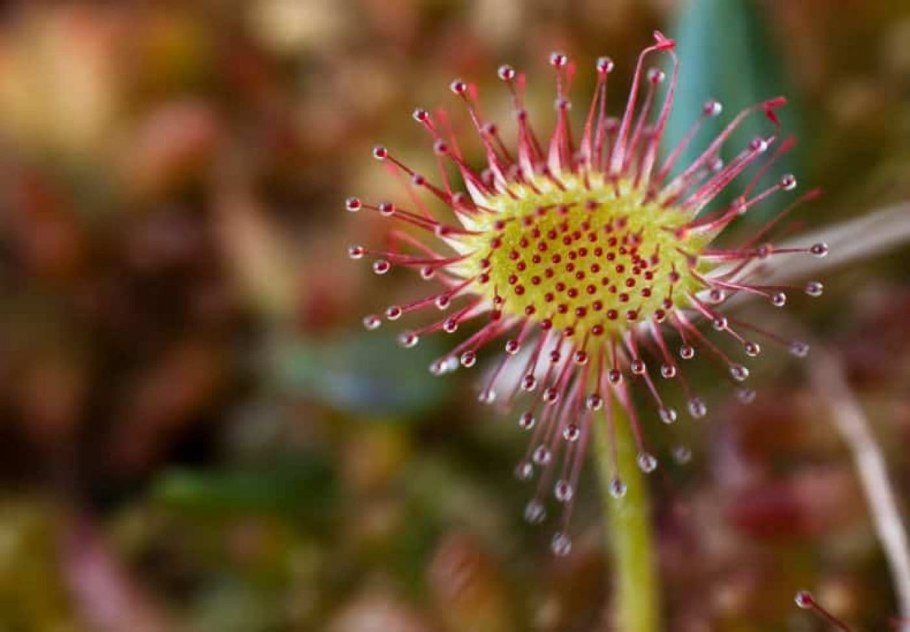Росянка (Drosera)