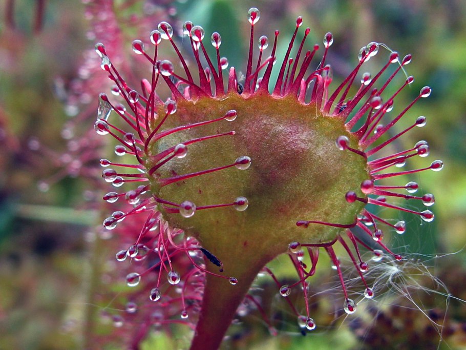 Росянка capensis