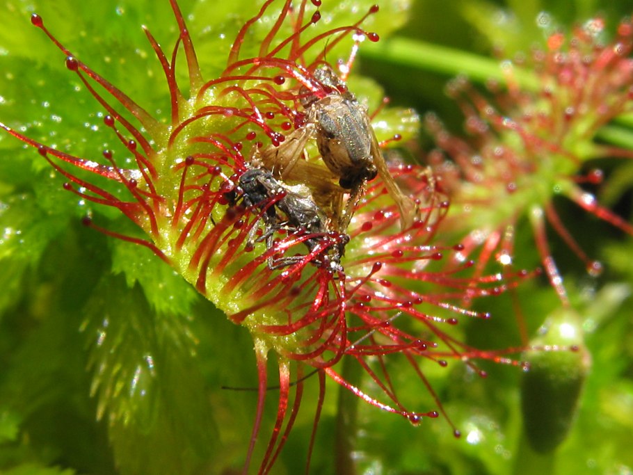 Венерина мухоловка цветок