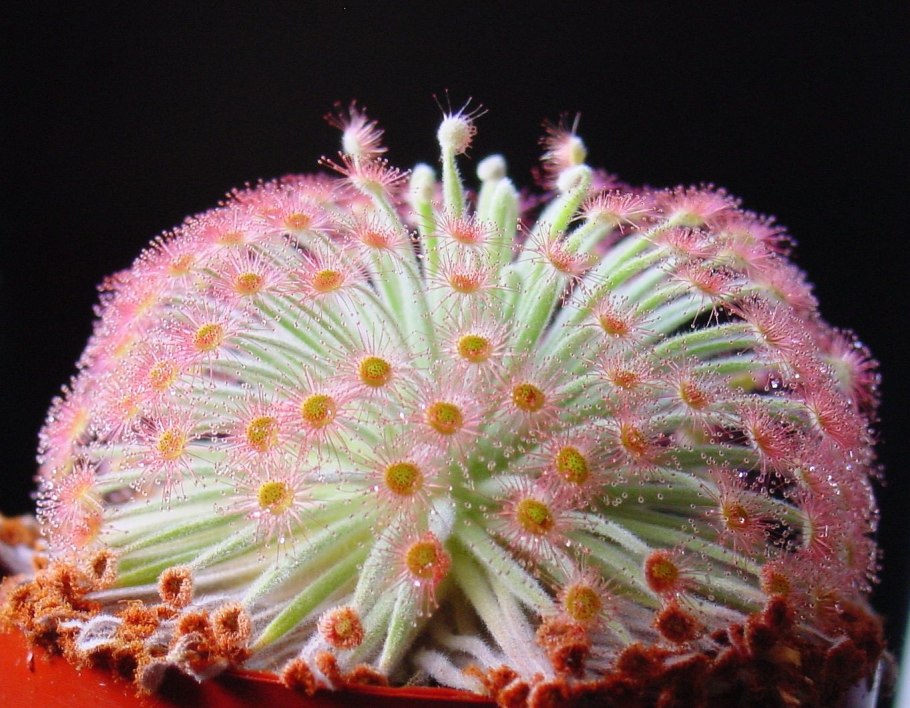 Росянка (Drosera)