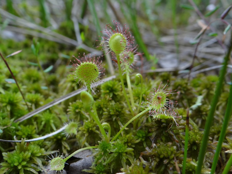 Росянка ладанникоцветная