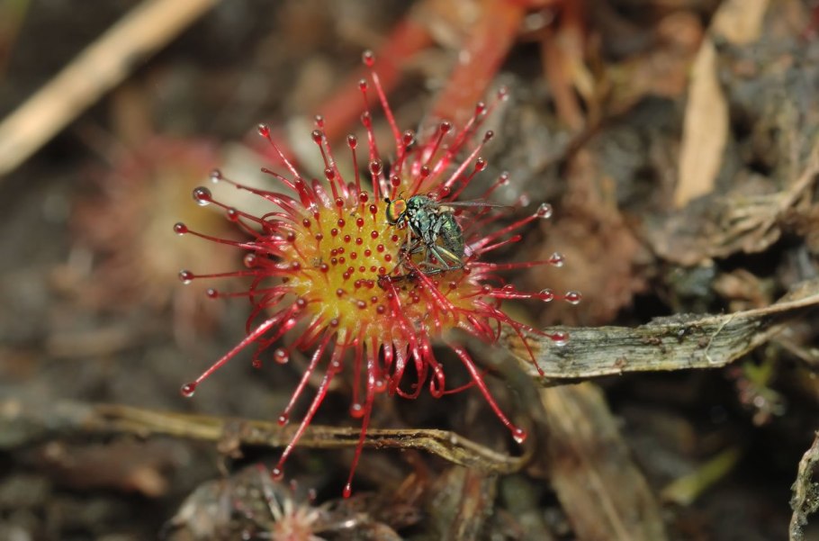 Росянка (drosera)