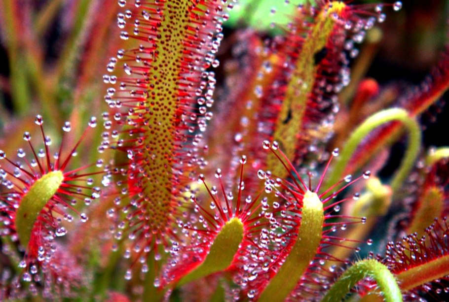 Росянка гигантская австралийская