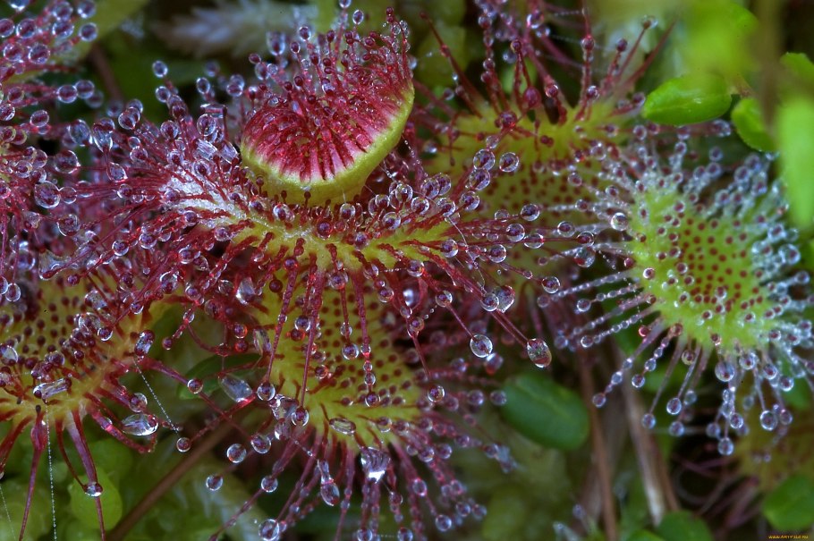 Росянка растение