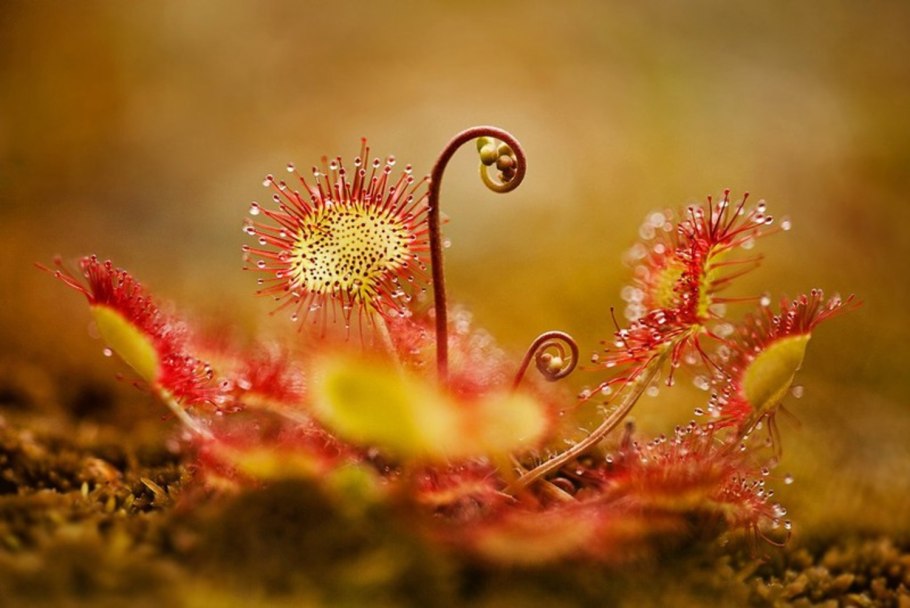 Росянка растение хищник