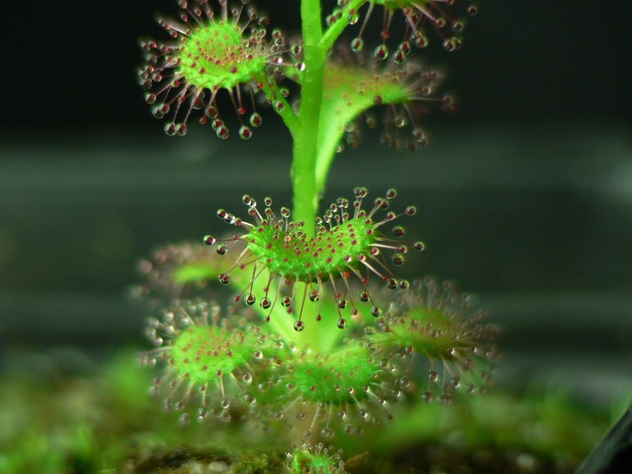 Drosera graomogolensis