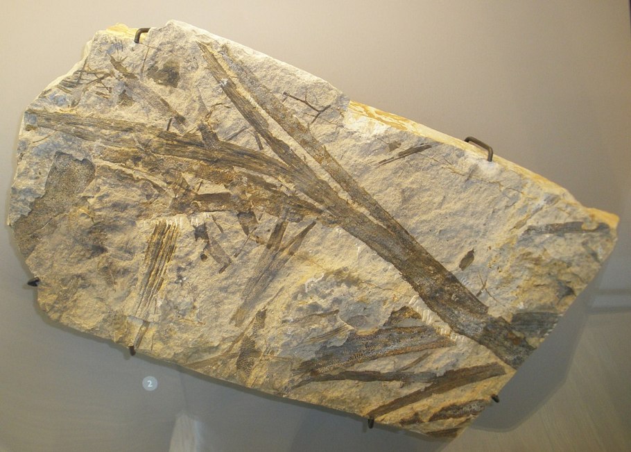 Кладоксилеевые (Cladoxylopsida)