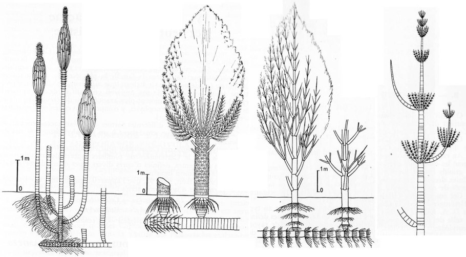 Деревья рода Wattieza