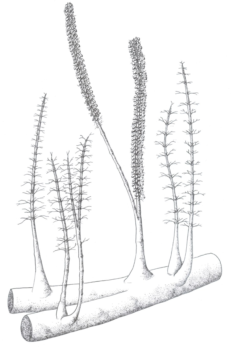 Каламофитон