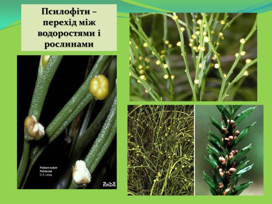 Спорофит папоротника