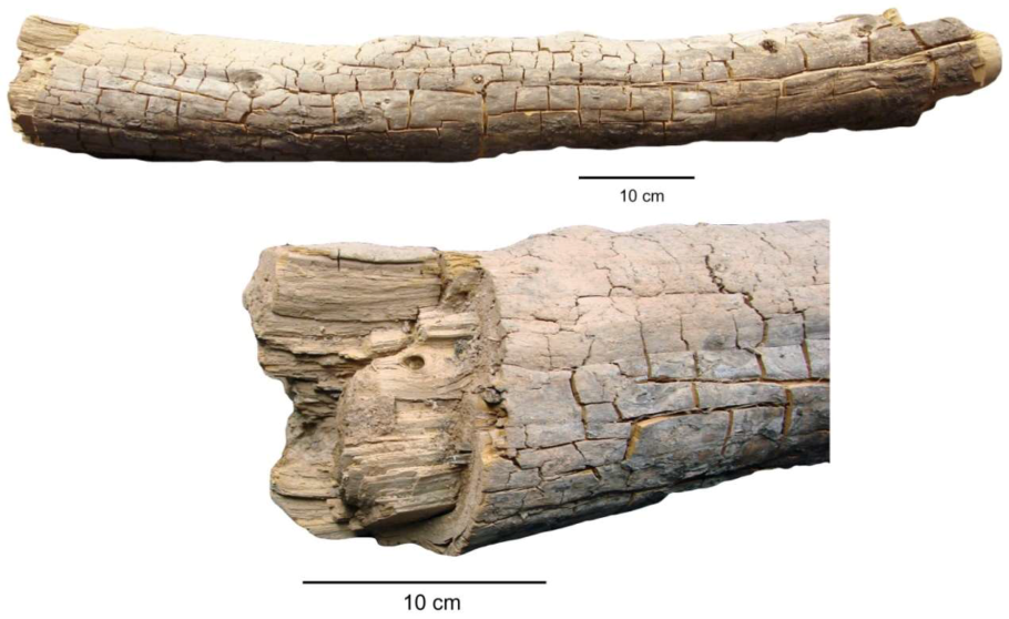 Каламит хвощ
