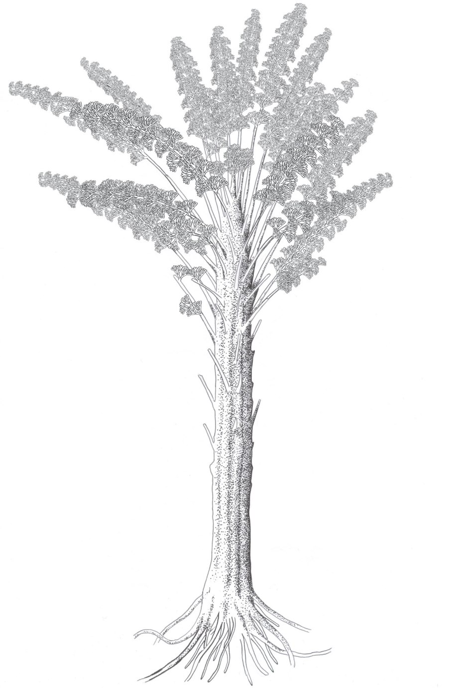 Вымершие кладоксилеевые