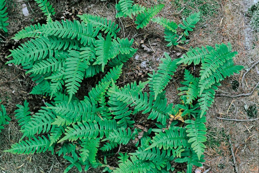 Montelli greenish White 701