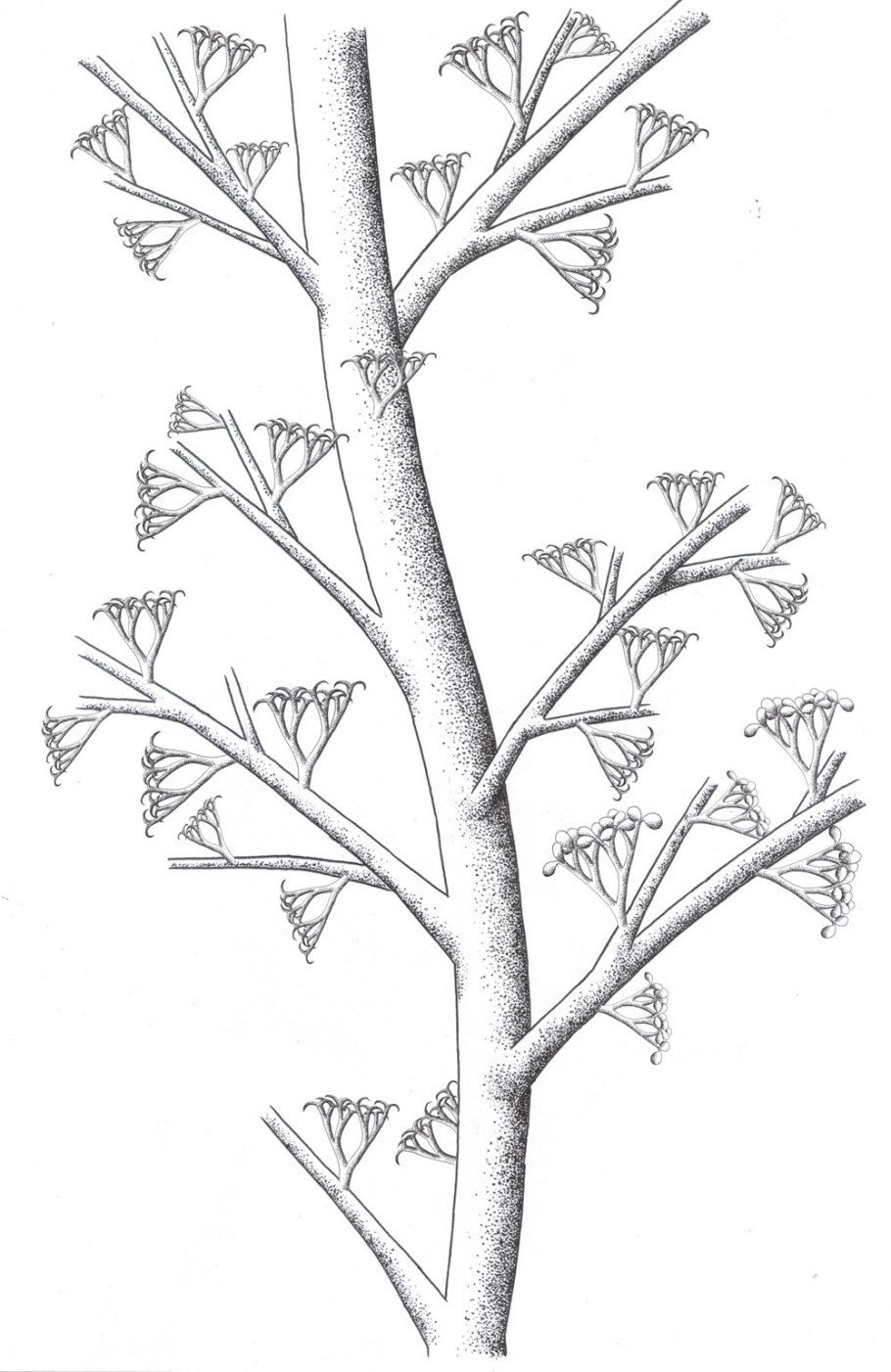 Палеоботаник Мейн