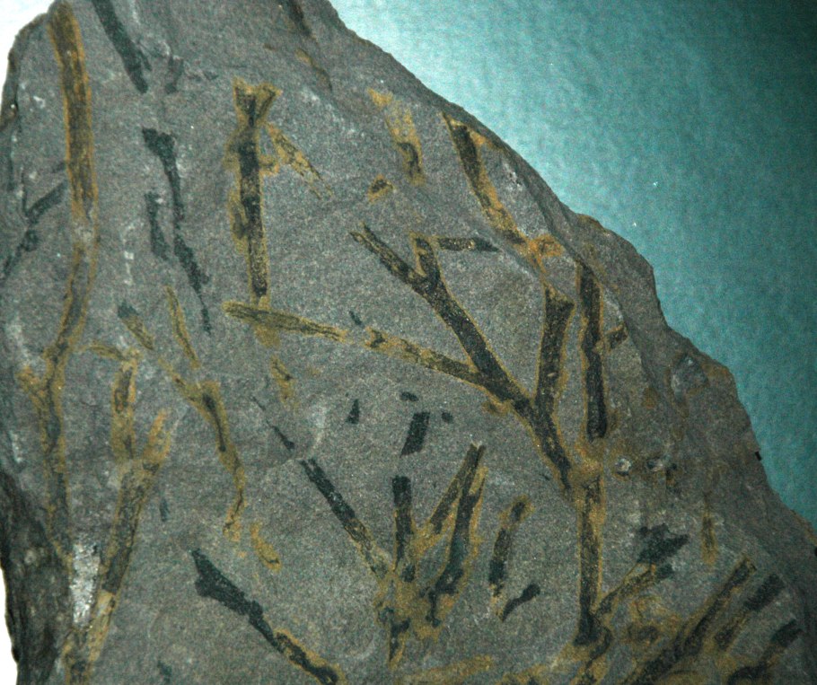 Леса Израиля фото