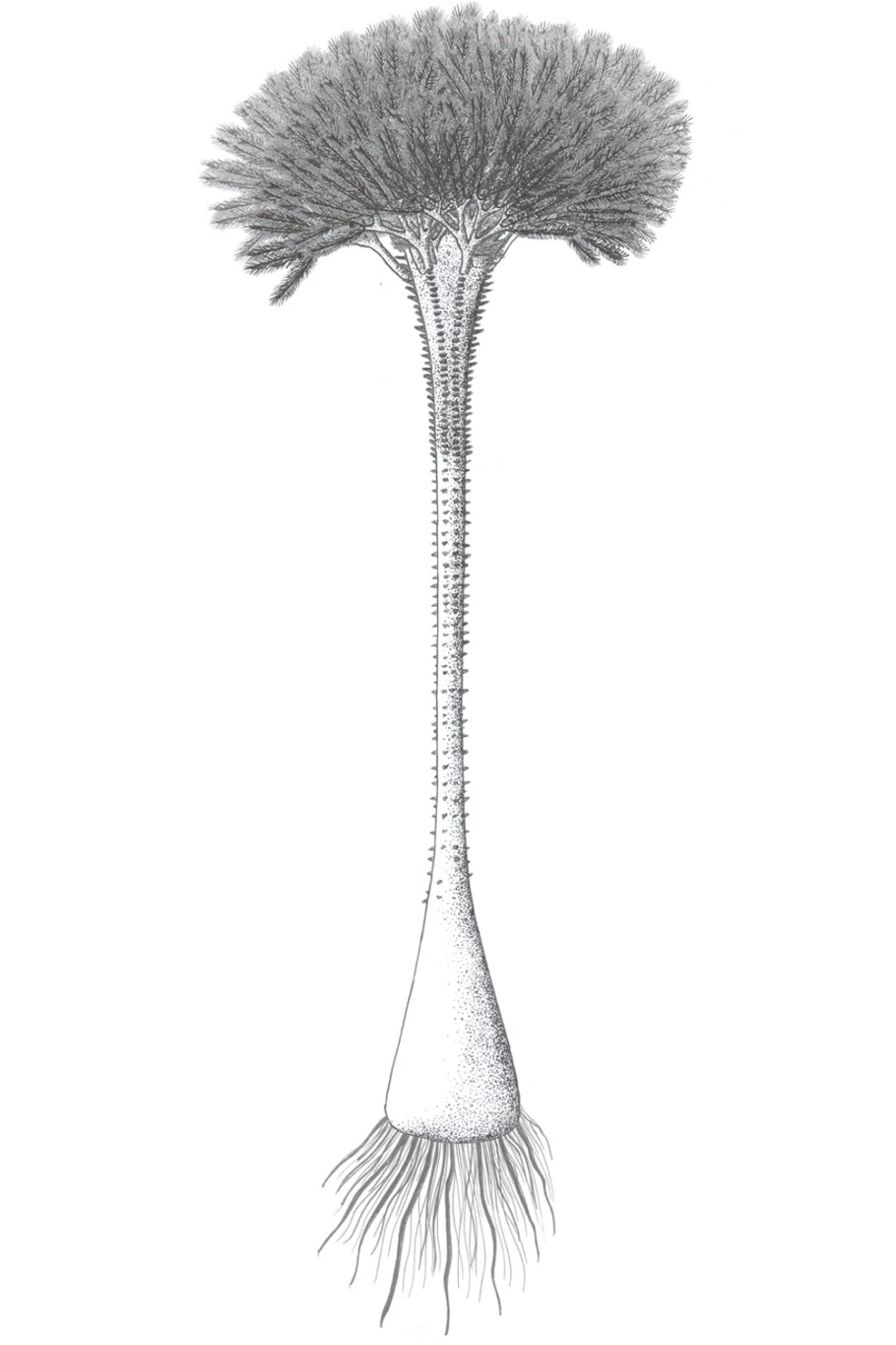 Археоптерикс папоротник