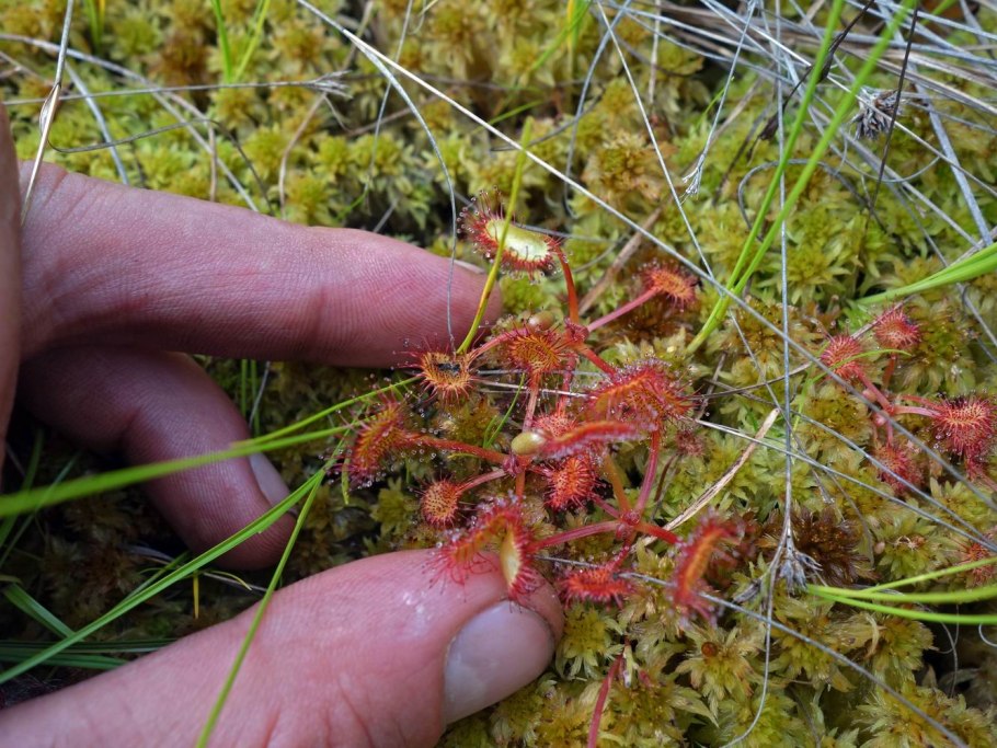 Мох сфагнум