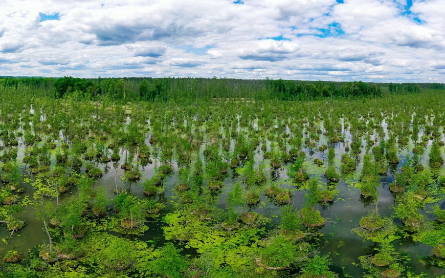 Животное во мхе