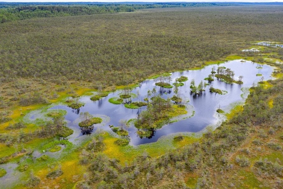 Болотный мох сфагнум